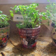 herb pots