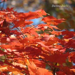Fall leaves